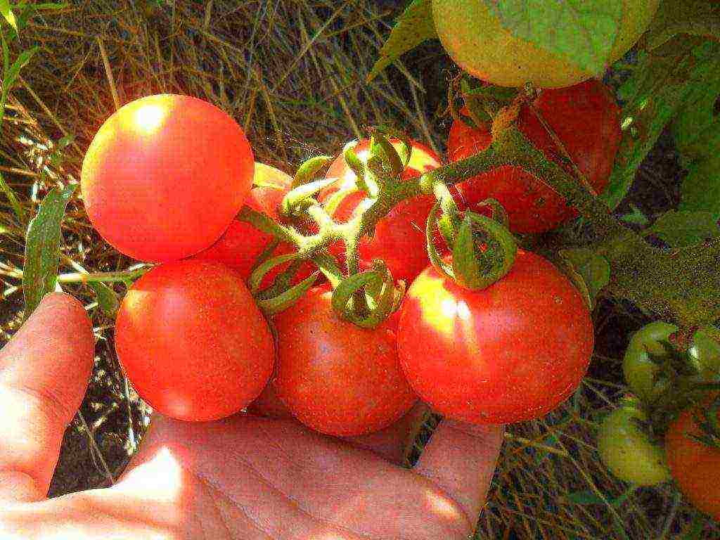 the best low-growing varieties of tomatoes