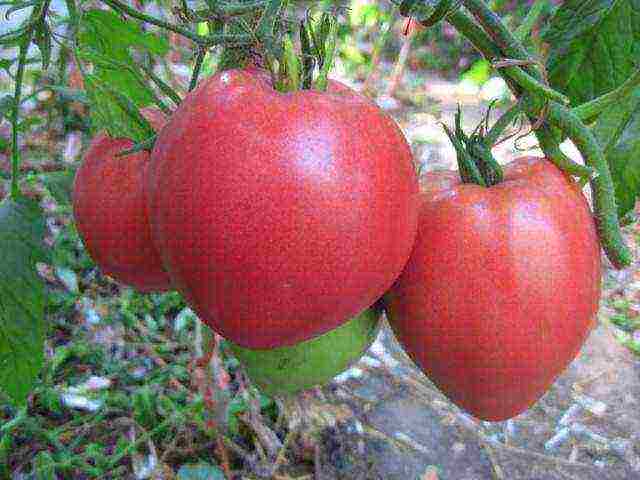 the best low-growing varieties of tomatoes