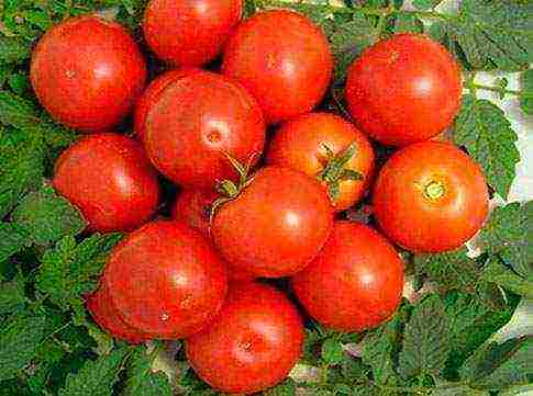 the best low-growing varieties of tomatoes