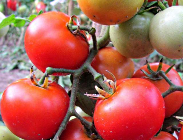 the best low-growing varieties of tomatoes