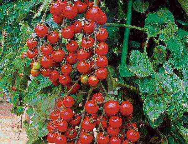 the best low-growing varieties of tomatoes