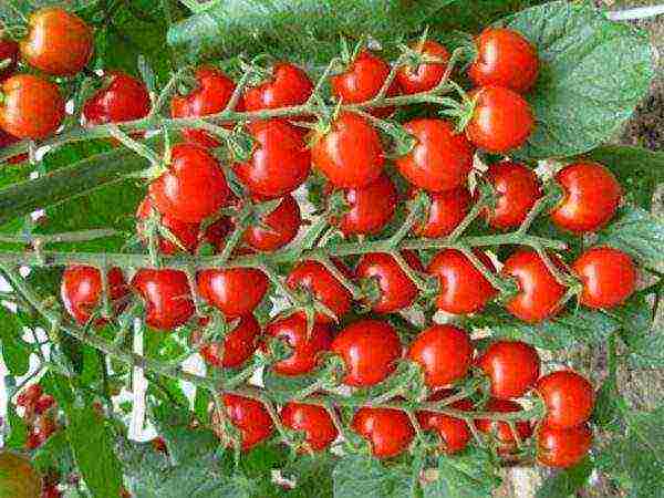 the best low-growing varieties of tomatoes