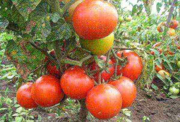 the best low-growing varieties of tomatoes