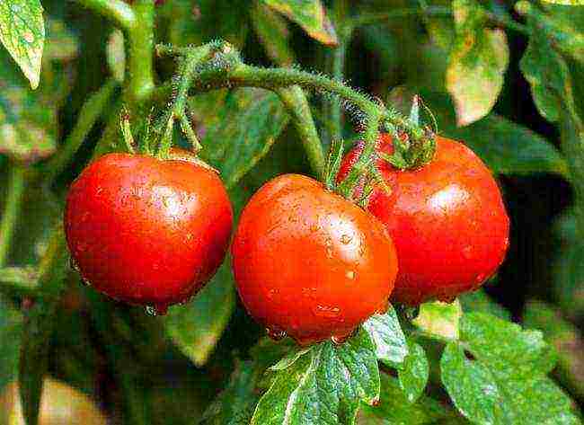 the best low-growing varieties of tomatoes