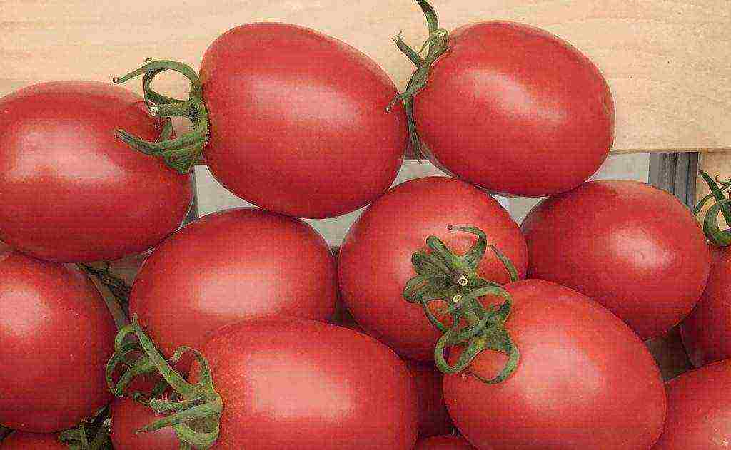 the best low-growing varieties of tomatoes