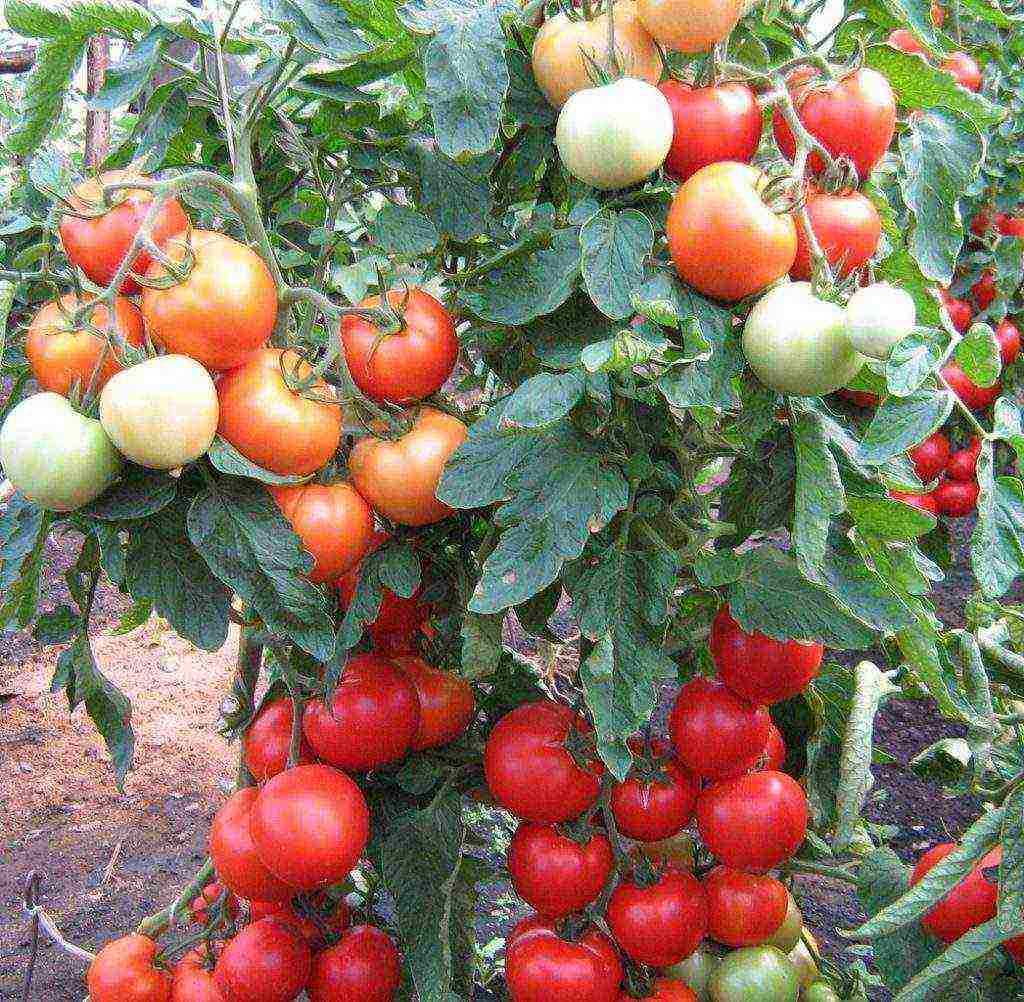 the best low-growing varieties of tomatoes