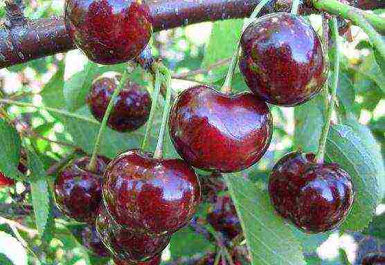 the best low-growing varieties of cherries