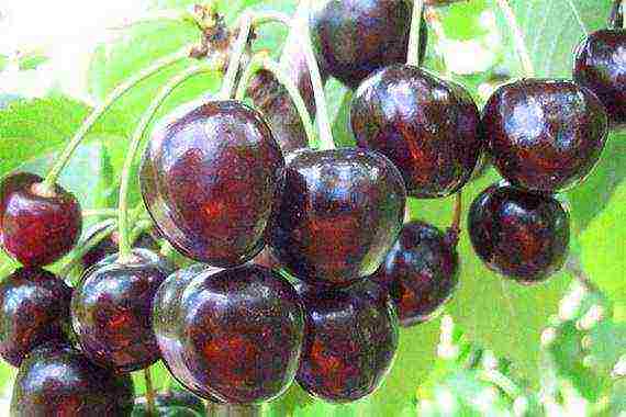 the best low-growing varieties of cherries