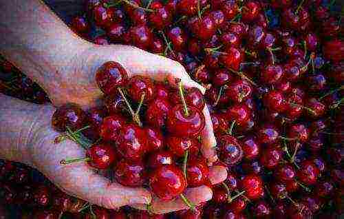 the best low-growing varieties of cherries