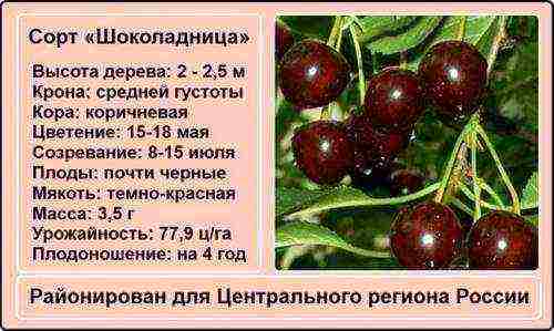 the best low-growing varieties of cherries