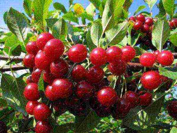 the best low-growing varieties of cherries