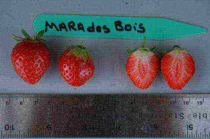 pinakamahusay na bagong mga strawberry variety