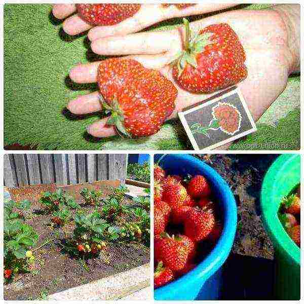 pinakamahusay na bagong mga strawberry variety