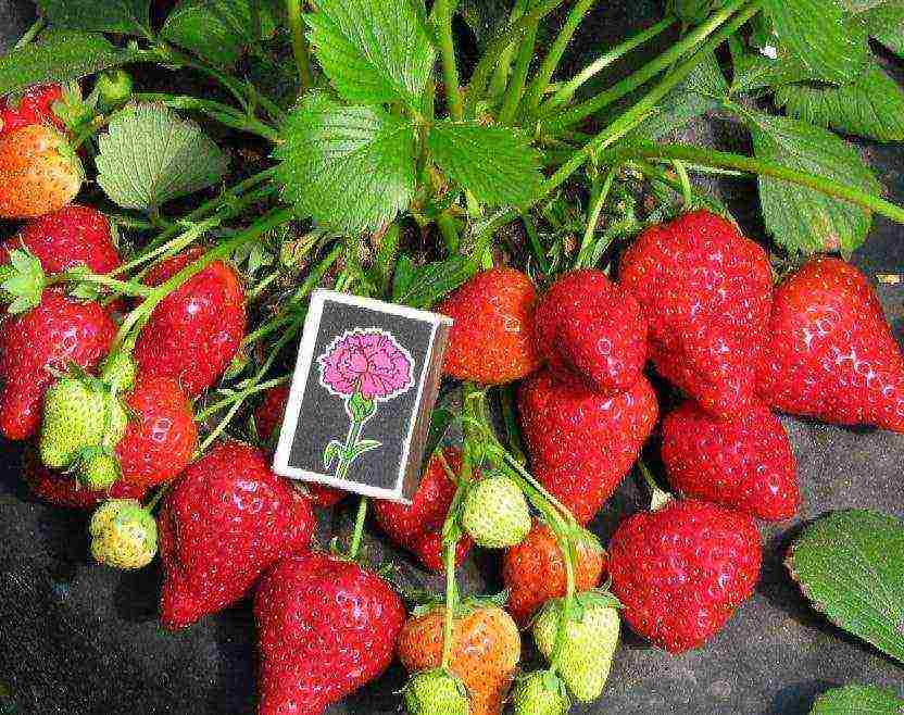 pinakamahusay na bagong mga strawberry variety