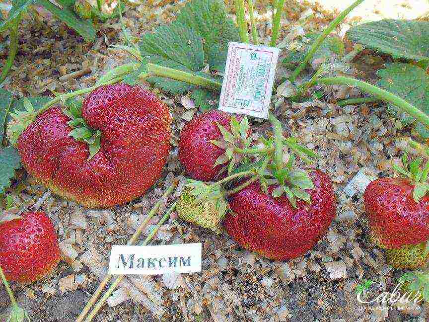 pinakamahusay na bagong mga strawberry variety