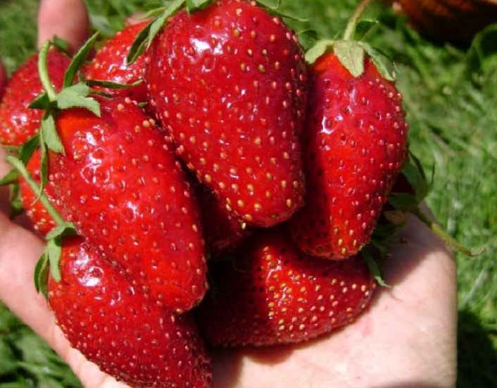 pinakamahusay na bagong mga strawberry variety