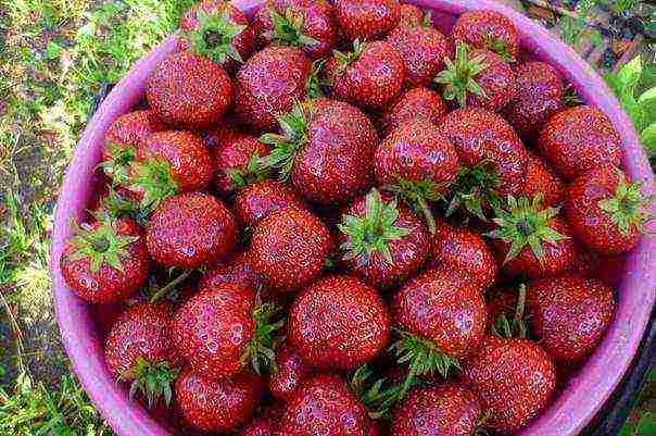 pinakamahusay na bagong mga strawberry variety