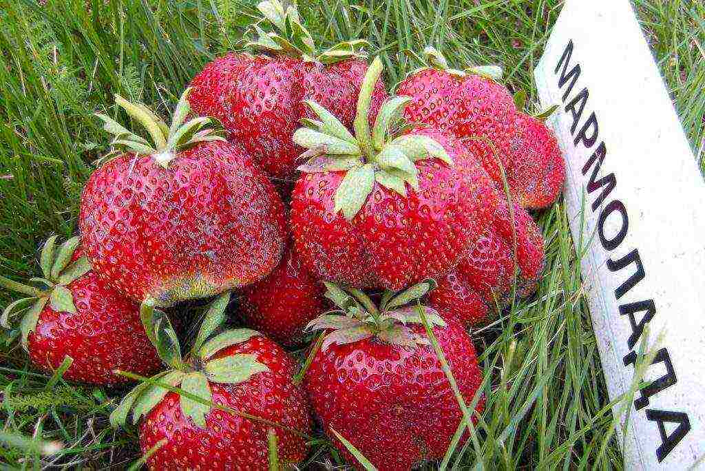 pinakamahusay na bagong mga strawberry variety