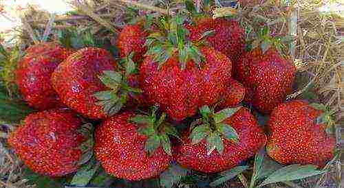 pinakamahusay na bagong mga strawberry variety