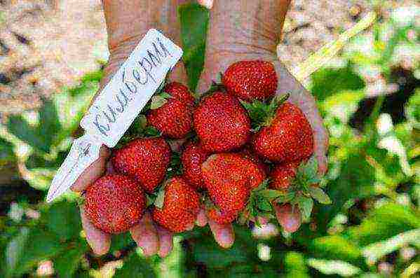 pinakamahusay na bagong mga strawberry variety