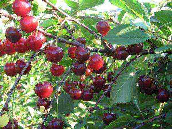 pinakamahusay na mga bagong varieties ng cherry