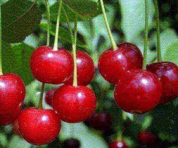 pinakamahusay na mga bagong varieties ng cherry