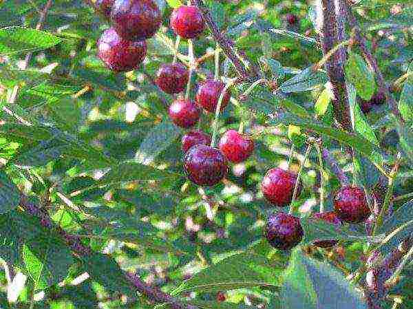 pinakamahusay na mga bagong varieties ng cherry