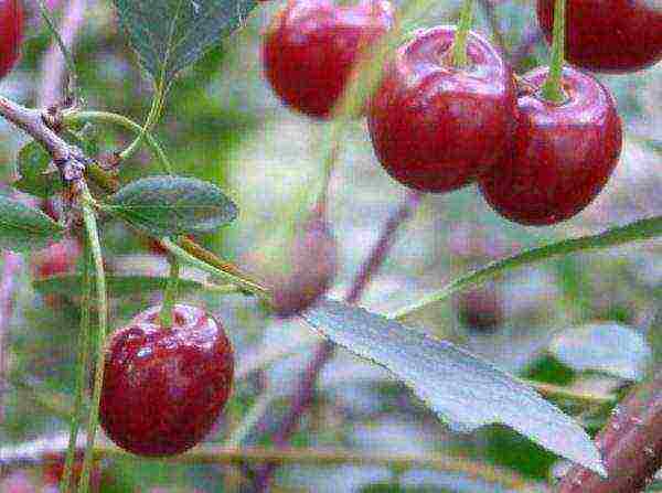 pinakamahusay na mga bagong varieties ng cherry