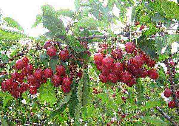 pinakamahusay na mga bagong varieties ng cherry