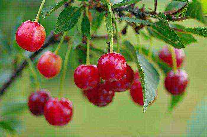 pinakamahusay na mga bagong varieties ng cherry