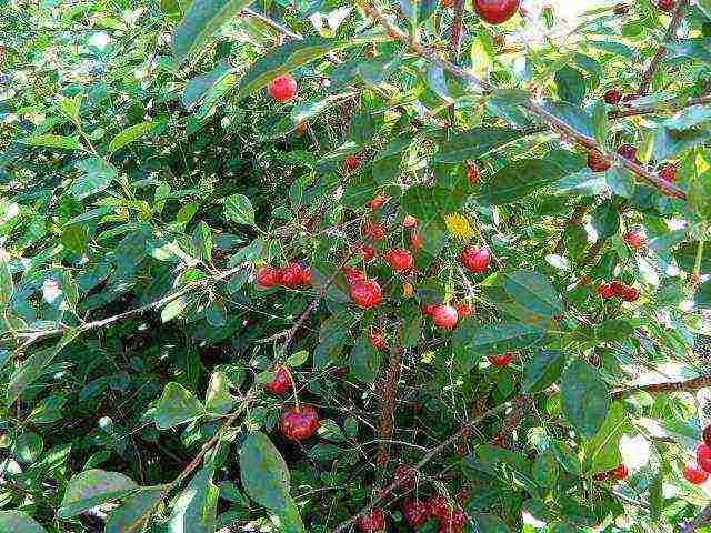 pinakamahusay na mga bagong varieties ng cherry