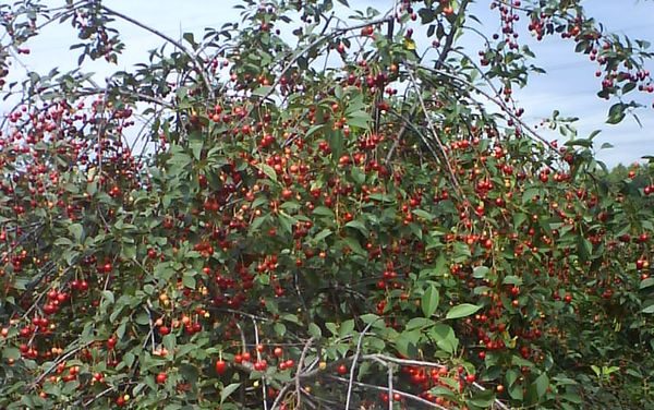 pinakamahusay na mga bagong varieties ng cherry