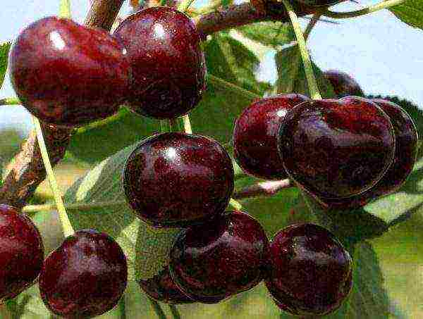 pinakamahusay na mga bagong varieties ng cherry