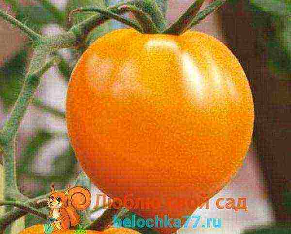 the best orange tomato varieties