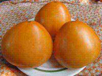 the best orange tomato varieties