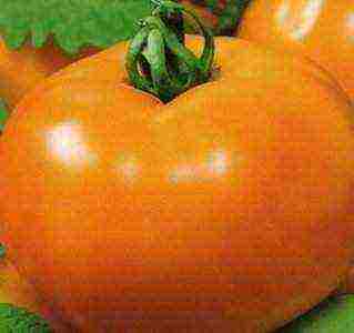 the best orange tomato varieties