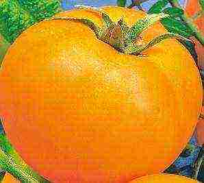 the best orange tomato varieties