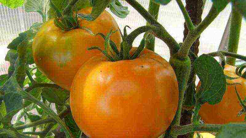 the best orange tomato varieties