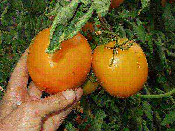 the best orange tomato varieties