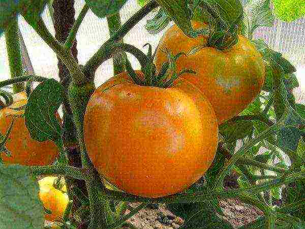 the best orange tomato varieties