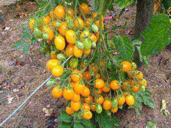 ang pinakamahusay na mga orange na pagkakaiba-iba ng kamatis