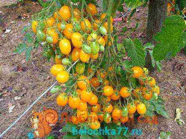 ang pinakamahusay na mga orange na pagkakaiba-iba ng kamatis