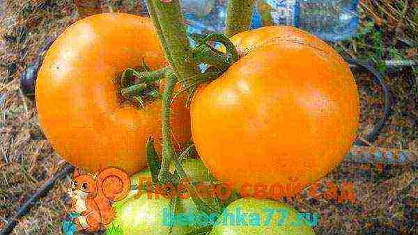 the best orange tomato varieties