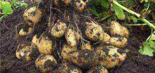 the best domestic potato varieties