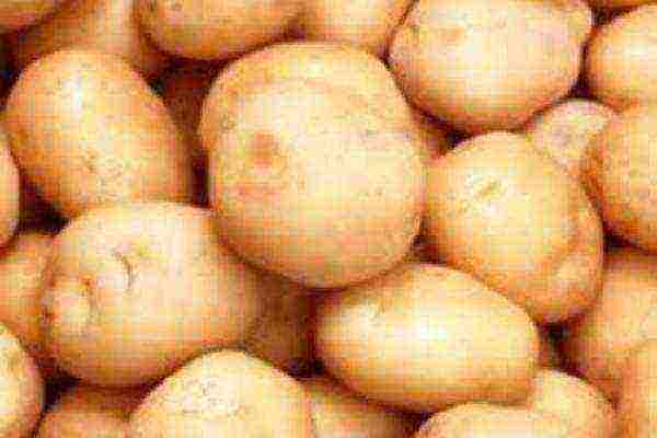 the best domestic potato varieties