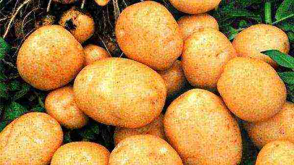 the best domestic potato varieties