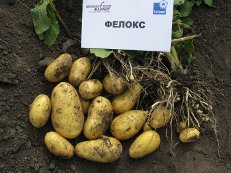 the best domestic potato varieties