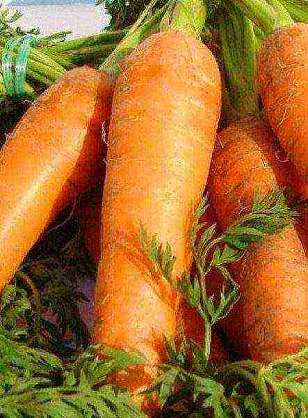 the best winter varieties of carrots