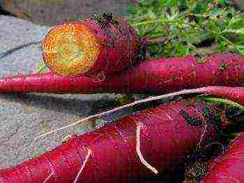 the best winter varieties of carrots