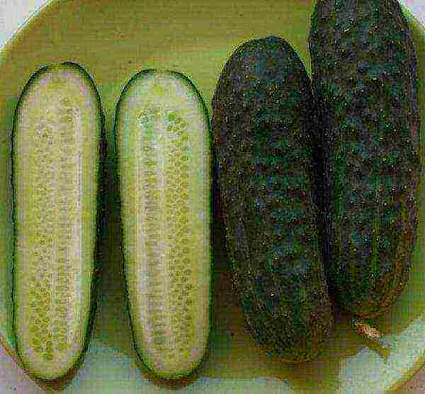 ang pinakamahusay na mga pagkakaiba-iba ng parthenocarpic cucumber